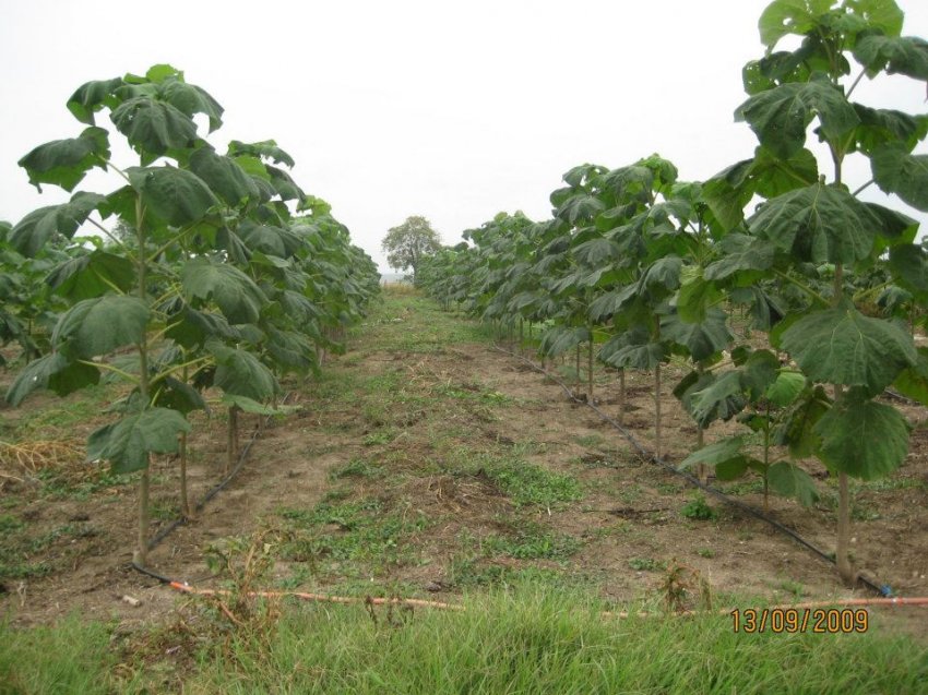 VANZARE PAULOWNIA